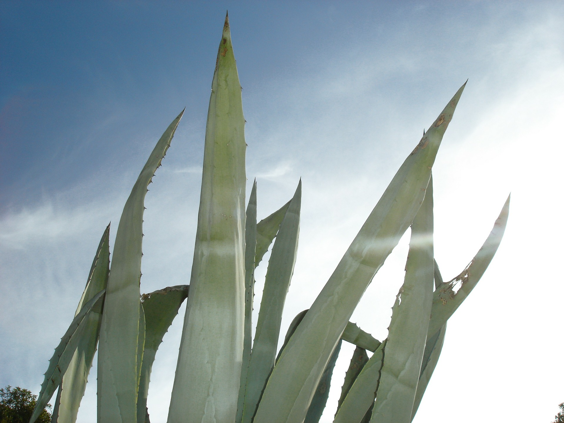 Agave Plant
